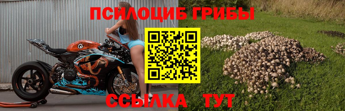 Абинск  Галлюциногенные грибы Psilocybe  Галлюциногенные грибы Psilocybe  Вход с VPN 